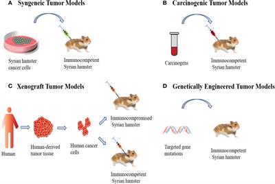 Syrian hamster as an ideal animal model for evaluation of cancer immunotherapy
